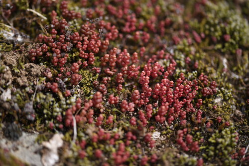 Sedum andegavense, photograph 6