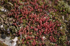 Sedum andegavense, photograph (c) Flavien Saboureau, some rights reserved (CC BY)