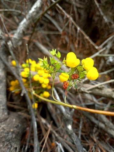 Calceolaria thyrsiflora (Calceolaria thyrsiflora)