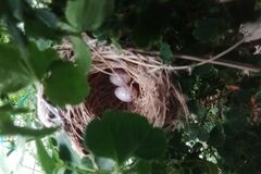 Yellow-Vented Bulbul photo 5