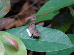 Tagiades calligana