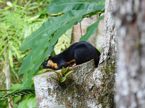 Black Giant Squirrel
