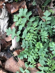 Nemophila phacelioides