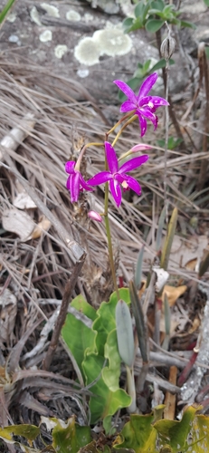 Cattleya rupestris, photograph 5