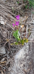 Cattleya rupestris, photograph (c) Cecil Barabasz, some rights reserved (CC BY)
