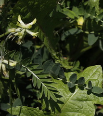 Astragalus schelichowii