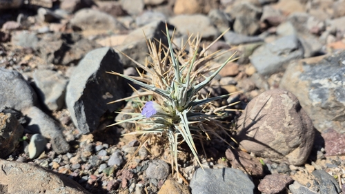 Blepharis ciliaris, photograph 3
