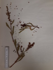 Rumex chrysocarpos