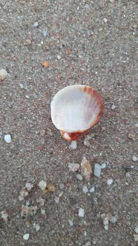 Cerastoderma glaucum