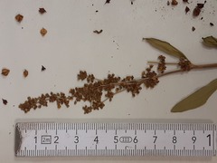 Rumex chrysocarpos