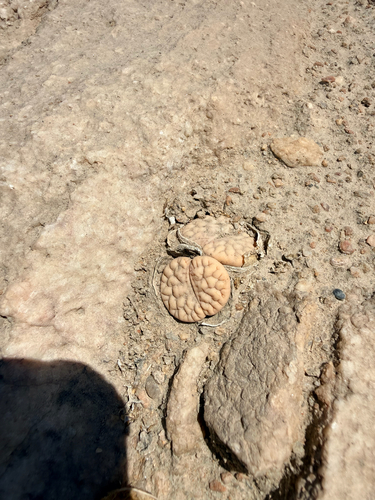 Lithops gracilidelineata subs. brandbergensis (de Boer) D.T.Cole 4
