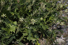 Astragalus schelichowii