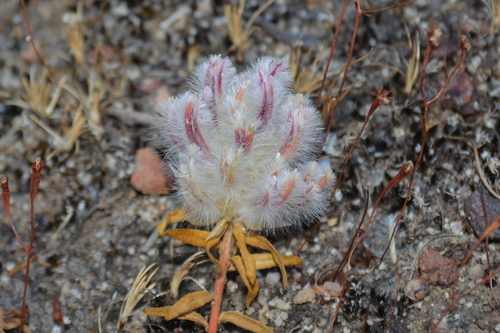 Ptilotus declinatus, 2025-12-09
