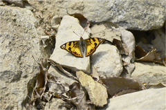 Dilipa fenestra