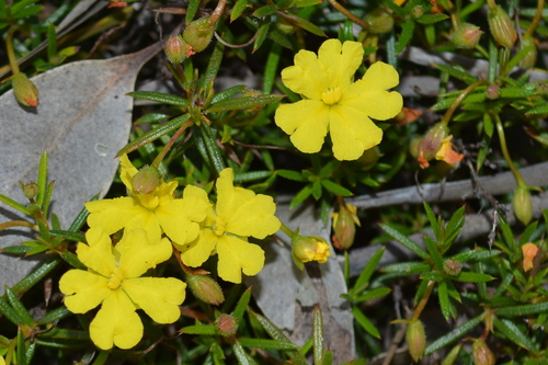 Hibbertia acerosa observed 2025-12-06