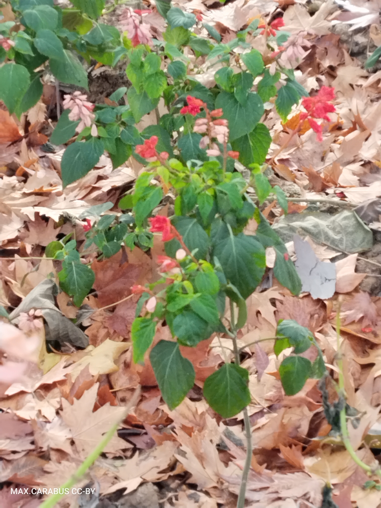 Scarlet Sage (Salvia splendens)