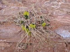 Lomatium parryi