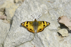 Dilipa fenestra