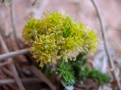 Lomatium parryi