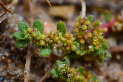 Fringed Rupturewort (Herniaria ciliolata)