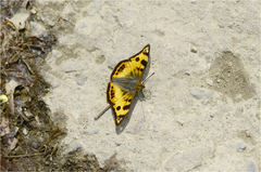 Dilipa fenestra