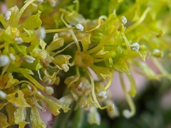 Lomatium parryi