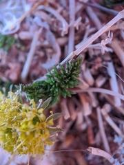 Lomatium parryi