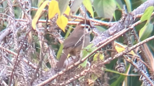 White-browed Laughingthrush