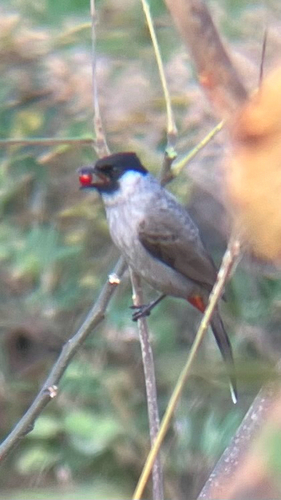 Sooty-headed Bulbul