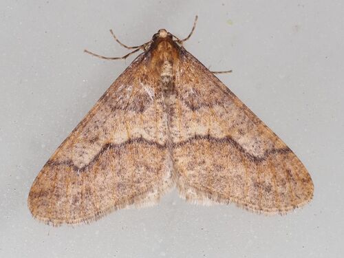 Photo of Mottled Umber (Erannis defoliaria)