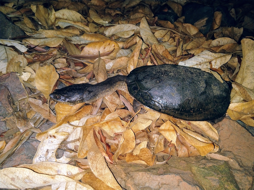 Kimberley Snake-necked Turtle (Chelodina walloyarrina) 