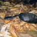 Kimberley Snake-necked Turtle - Photo (c) davidwmnelson, some rights reserved (CC BY-NC)