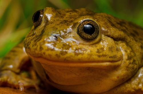 Sucre Water Frog, Telmatobius simonsi