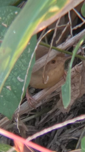 Plain Prinia