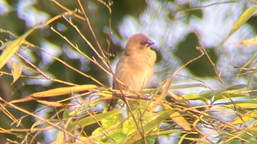 Scaly-breasted Munia
