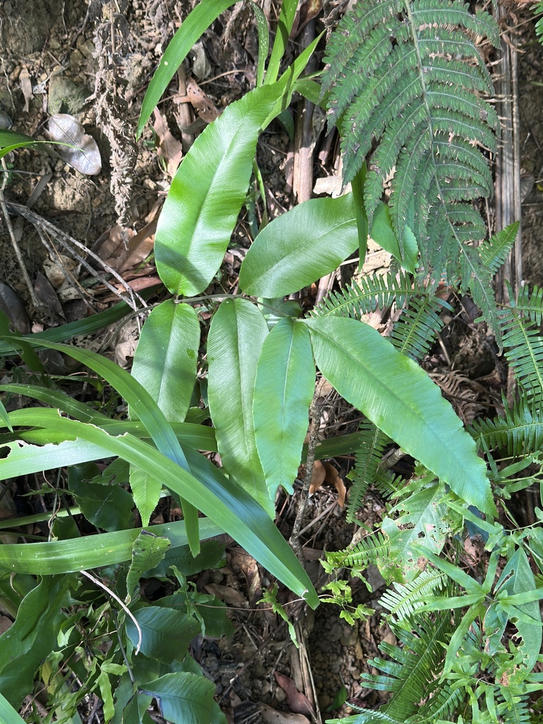 Diplazium lineolatum; photograph Kiwi Shen, CC BY, iNaturalist via GBIF