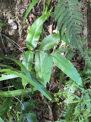 Diplazium lineolatum