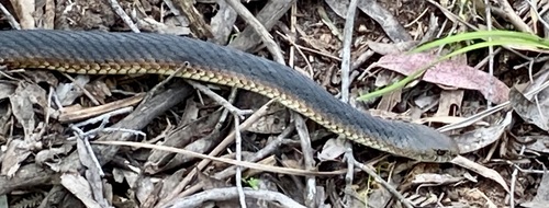 Lowlands Copperhead sighting