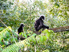 Trachypithecus obscurus