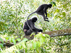 Trachypithecus obscurus