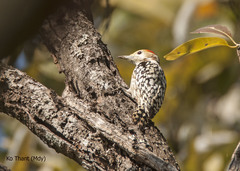 Leiopicus mahrattensis
