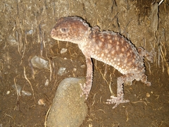 Nephrurus sheai