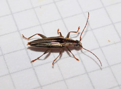 Navomorpha sulcata