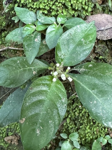 Dwarf Ophiorrhiza (Ophiorrhiza pumila)
