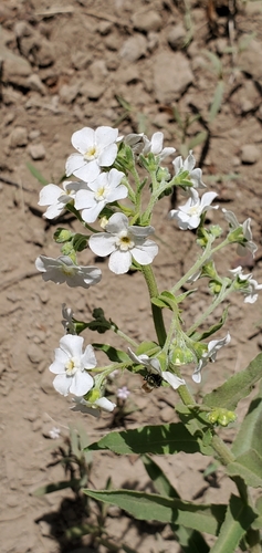 Image of Hackelia californica by no rights reserved