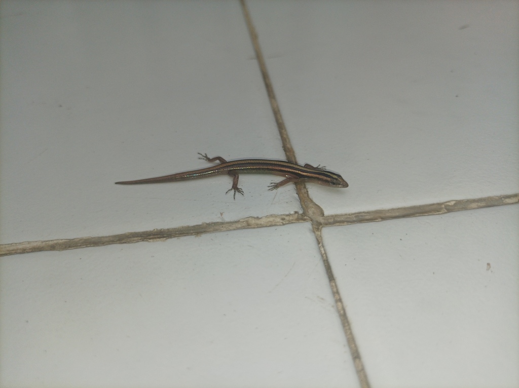 Lipinia infralineolata (Lipinia infralineolata)