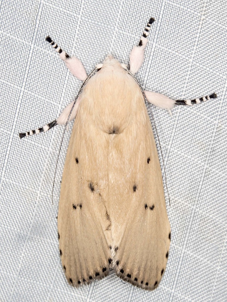 Cryptophasa balteata