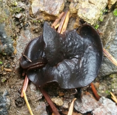 Pseudoplectania nigrella