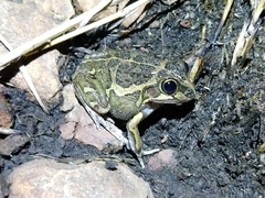 Ranoidea longipes