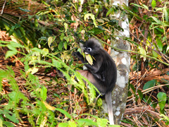 Trachypithecus obscurus
